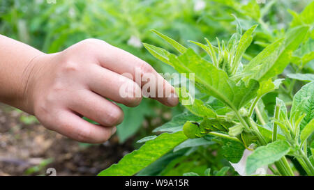 Grüne Raupe 'Daphnis nerii' auf die Blätter des Sesam Baum. Stockfoto