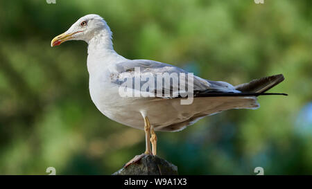 Yellow-Legged Möwe auf einer Stange O Seixo Mugardos Galicien Spanien stehend Stockfoto