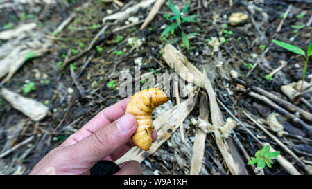 Red Palm Rüsselkäfer, Fressen alle Arten von jungen Bäumen. Stockfoto
