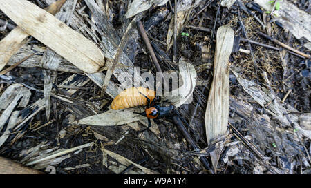 Palm Rüsselkäfer auf dem Boden Wald. Stockfoto