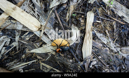 Palm Rüsselkäfer auf dem Boden Wald. Stockfoto