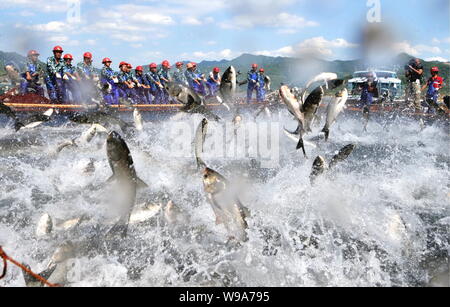 Chinesische Arbeiter lenken eine große Fischernetz mit Fisch springen in der Seite auf der Qiandao Lake (auch als tausend Island Lake bekannt) in Chunan County, Hangz Stockfoto