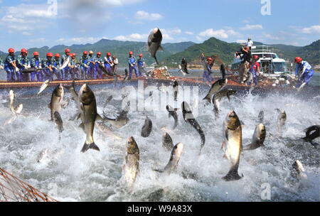 Chinesische Arbeiter lenken eine große Fischernetz mit Fisch springen in der Seite auf der Qiandao Lake (auch als tausend Island Lake bekannt) in Chunan County, Hangz Stockfoto