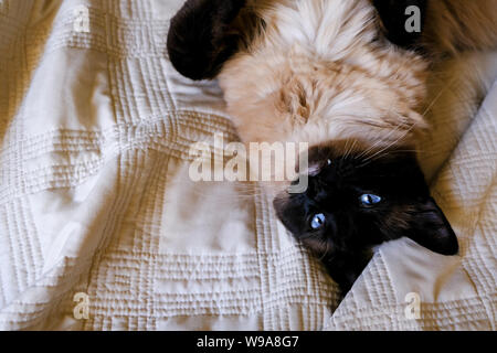 Eine Siam und Ragdoll Katze ist die Festlegung auf eine Decke. Stockfoto