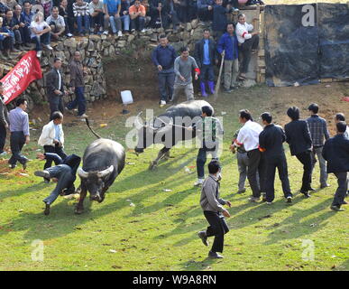 Ein Stier trifft einen Mann, wie er versucht, vor dem Angriff eines anderen Stier bei einem Stierkampf in Tianzhu Bezirk Qiandongnan Miao und Dong autonomen P zu entkommen Stockfoto