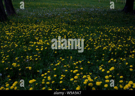 Weißer und gelber Löwenzahn unter dem Gras Stockfoto