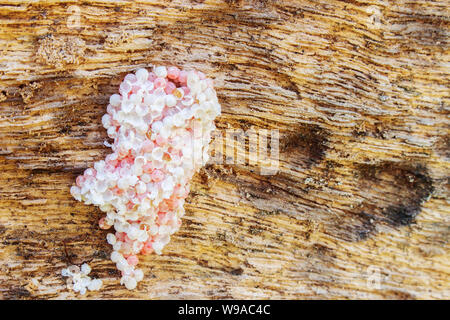 Nahaufnahme von bereits geschlüpfte Ei von Pomacea maculata, einer Spezies von Süßwasser-Schnecken, gastropodemollusken in der Familie Ampullariidae tritt, die Apfelschnecken Stockfoto