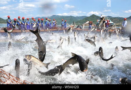 Chinesische Arbeiter lenken eine große Fischernetz mit Fisch springen in der Seite auf der Qiandao Lake (auch als tausend Island Lake bekannt) in Chunan County, Hangz Stockfoto