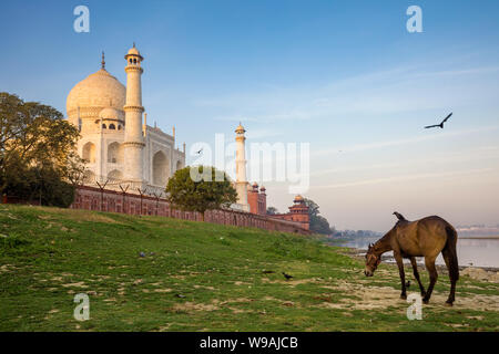 Taj Mahal, Agra, Indien Stockfoto