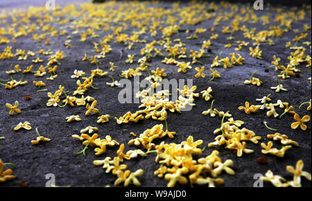 ------ Gelb gefallen Sweet osmanthus Blumen sind auf der Straße im Herbst in Hangzhou city gesehen, East China Zhejiang provinz, 8. Oktober 2010. Stockfoto