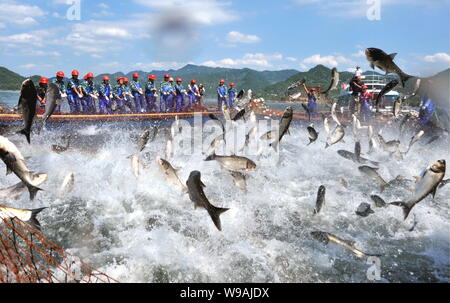 Chinesische Arbeiter lenken eine große Fischernetz mit Fisch springen in der Seite auf der Qiandao Lake (auch als tausend Island Lake bekannt) in Chunan County, Hangz Stockfoto