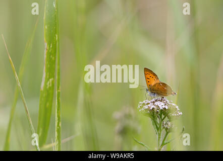 Schöne knappe Kupfer (Lycaena virgaureae) Schmetterling sitzt auf Schafgarbe Blume Stockfoto