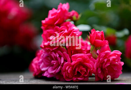 Schöne rote Rosen in Gruppen im Spätsommer wächst Stockfoto