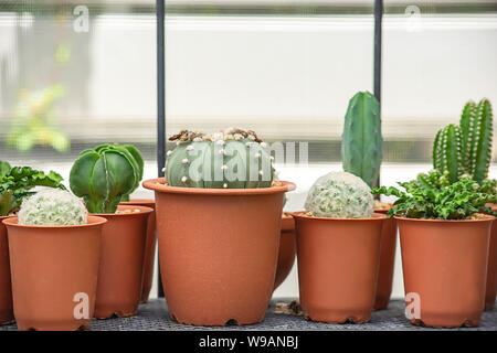 Viele kleine Kaktus für dekorative Pflanze auf Tisch. Stockfoto