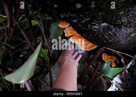 Frau hand Pick gelb Pilz auf Phloem der Baumstamm, Pilze Gefahr durch Gift und schwer zu wissen, und es erscheinen in der Regenzeit, Da Lat, Vietnam Stockfoto