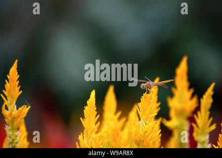 Die Libelle auf Celosia argentea L. cv. Plumosa Blume im Garten Stockfoto