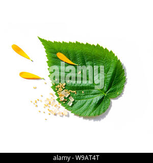 Tee Kräuter noch leben Flatlay auf weißem Hintergrund Stockfoto