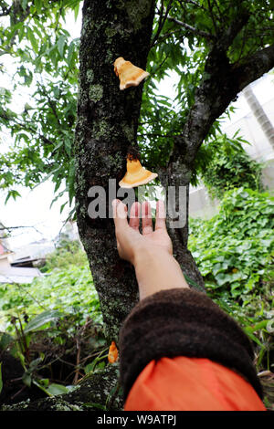 Frau hand Pick gelb Pilz auf Phloem der Baumstamm, Pilze Gefahr durch Gift und schwer zu wissen, und es erscheinen in der Regenzeit, Da Lat, Vietnam Stockfoto