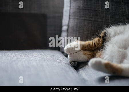 Detail der süße Katze Beine Pfoten, als sie auf dem Sofa im Wohnzimmer schläft - links Raum mit Platz kopieren Stockfoto