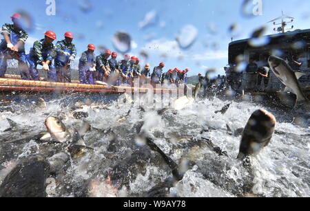 Chinesische Arbeiter lenken eine große Fischernetz mit Fisch springen in der Seite auf der Qiandao Lake (auch als tausend Island Lake bekannt) in Chunan County, Hangz Stockfoto