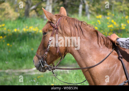 Kopf eines Pferdes mit Zaumzeug Stockfoto
