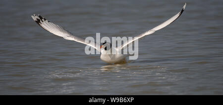 Gull Pallas (Larus ichthyaetus), Donaudelta, Rumänien Stockfoto