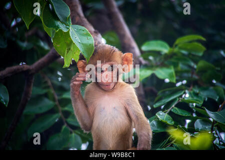 Little Monkey Lächeln Gesicht im Busch Stockfoto