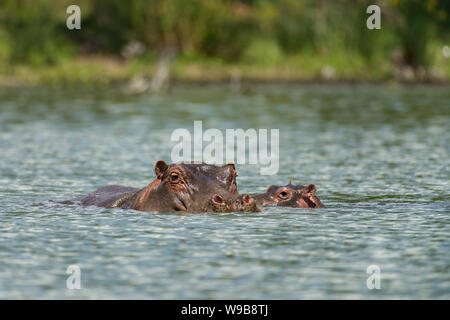 Eine Mutter Ostafrikanischen Flusspferd (Hippopotamus amphibius) oder Flusspferd mit Baby teilweise in Wasser eingetaucht, Lake Naivasha, Kenia Stockfoto