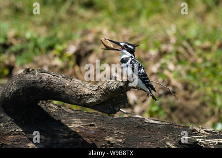 Männliche Pied Kingfisher (Ceryle rudis) auf Zweig mit Stein im Mund gehockt, Kenia Stockfoto