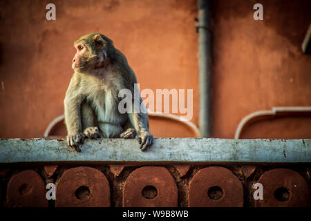 Affe in Pink City in Jaipur Stockfoto