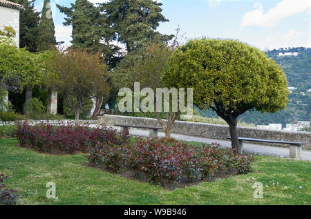 Schöne kleine Bäume in der Monastere de Cimiez Garten in Nizza, Frankreich. Stockfoto