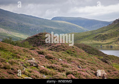 Cwm Idwal ist ein Cirque (oder Corrie) in der Glyderau Reichweite des Snowdonia National Park. Hier sind einige der Heidekraut bewachsenen Hügeln rund um den See. Stockfoto