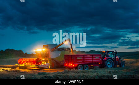 Übertragung der Weizen vom Mähdrescher auf einem Anhänger während der Tage der Ernte im letzten Licht auf die Farm transportiert werden. Stockfoto