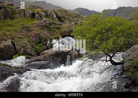 Cwm Idwal ist ein Cirque (oder Corrie) in der Glyderau Reichweite des Snowdonia National Park. Hier sehen Sie die wichtigsten Abfluss von Llyn (See) Idwal. Stockfoto