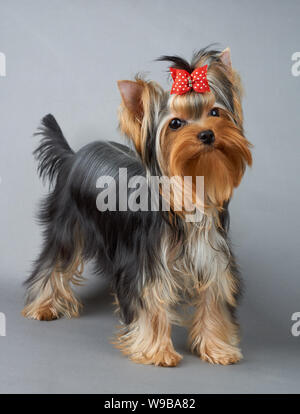Eine süße Yorkshire Terrier mit roten Haaren Bug steht auf grauem Hintergrund Stockfoto