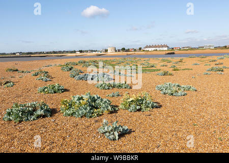 River Deben Mündung mit Nordsee zwischen Bawdsey und Felixstowe Ferry, Suffolk, England, Großbritannien Stockfoto