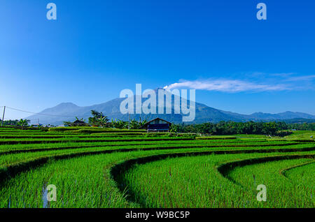 Ausbruch des Mount Arjuna/Arjuno-Welirang mit Reisfeldern epic anzeigen Stockfoto