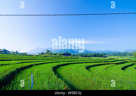 Ausbruch des Mount Arjuna/Arjuno-Welirang mit Reisfeldern epic anzeigen Stockfoto