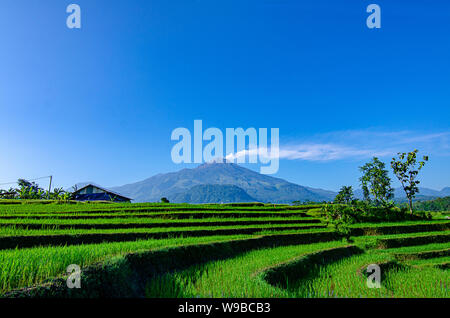 Ausbruch des Mount Arjuna/Arjuno-Welirang mit Reisfeldern epic anzeigen Stockfoto