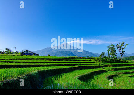 Ausbruch des Mount Arjuna/Arjuno-Welirang mit Reisfeldern epic anzeigen Stockfoto