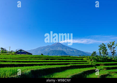 Ausbruch des Mount Arjuna/Arjuno-Welirang mit Reisfeldern epic anzeigen Stockfoto