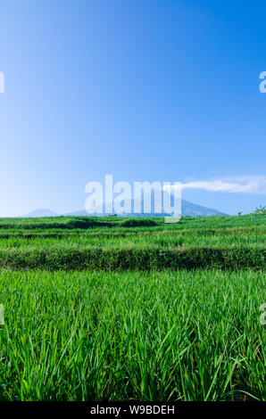 Ausbruch des Mount Arjuna/Arjuno-Welirang mit Reisfeldern epic anzeigen Stockfoto