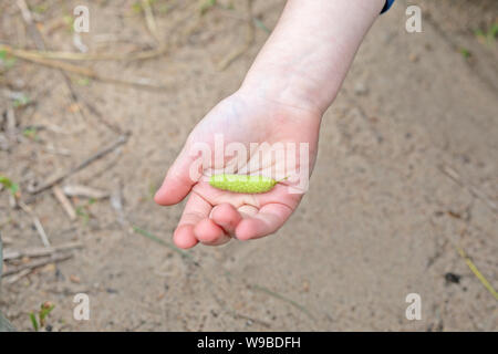 Eine birke Knospe oder einen Ohrring mit Samen liegt auf dem Kind palm Stockfoto