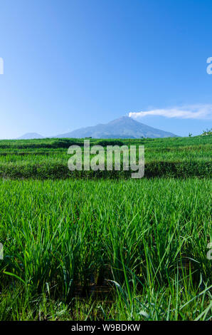 Ausbruch des Mount Arjuna/Arjuno-Welirang mit Reisfeldern epic anzeigen Stockfoto