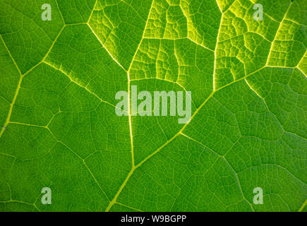 Full Frame abstrakte grüne Pflanze Blätter closeup Stockfoto