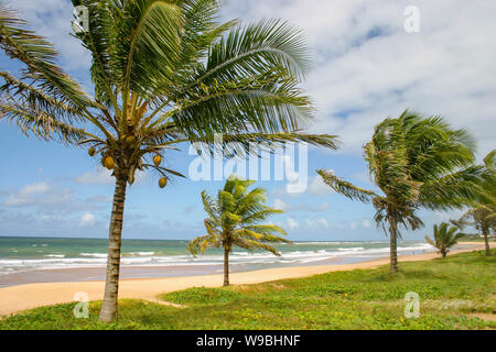 Tropischen Strand mit Kokospalmen im Bahia, Brasilien Stockfoto