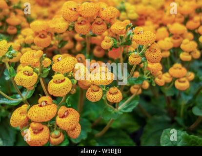 Full Frame gelb slipper Blumen closeup Stockfoto