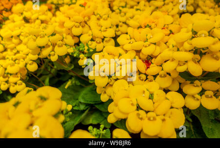 Full Frame gelb slipper Blumen closeup Stockfoto