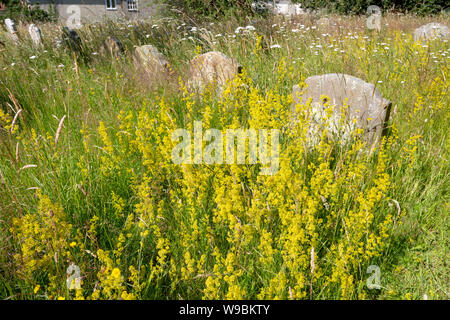 Gelbe Blüte von Lady's bedstraw, Galium verum, in überwucherten Friedhof, Sweffling, Suffolk, England, Großbritannien Stockfoto