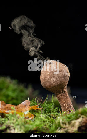 Gemeinsame Puffball: Lycoperdon perlatum. Entladung Sporen Stockfoto